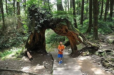 二代木樹洞景觀台