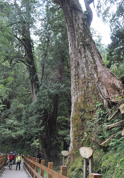 拉拉山國有林自然保護區