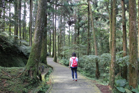東眼山國家森林遊樂區景觀步道