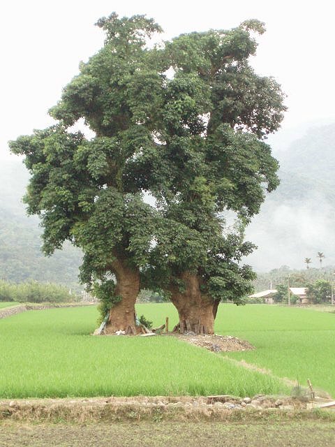 牛斗逗留.天送埤夫妻树.天送埤车站